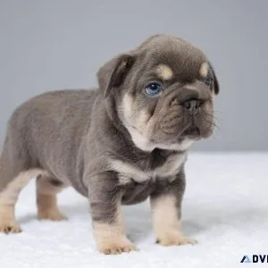 Adorable French Bulldog Puppies. Your Perfect Present&quot