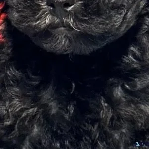 Poodles
