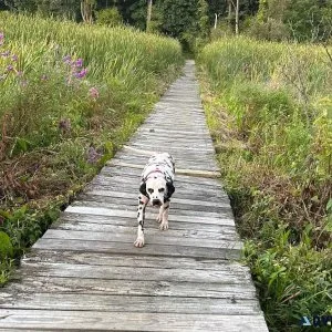 Dalmatian Free to good home