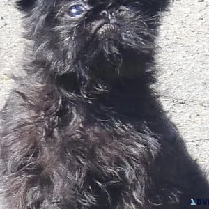 Brussells Griffons puppies CKC registed