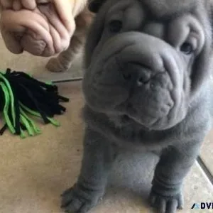 Lovely Chinese Shar-Pei Puppies