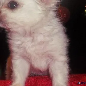 Angel Teacup Apple Head Male Chihuahua