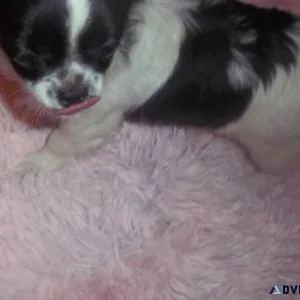 AKC Long Coat Chihuahua Females