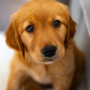 Cute dog blogs