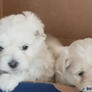 Snow white toy maltepoo puppies