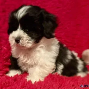 Shih-Poo Puppies