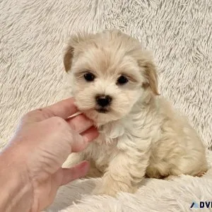 Maltipoo Puppies
