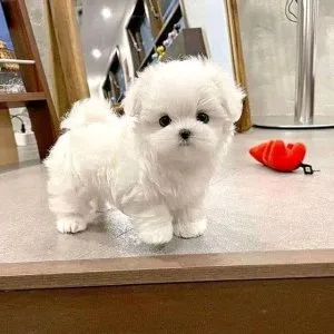 Maltese puppies yo