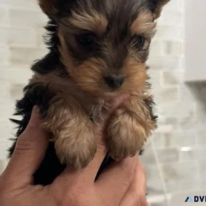 Yorkie puppy