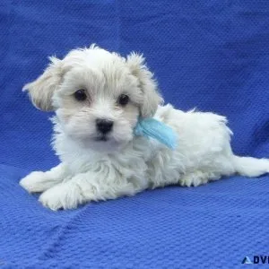 Malshi Puppies