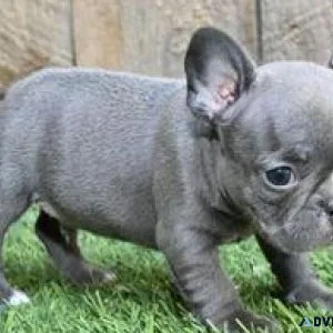 YTTR  French bulldog puppies