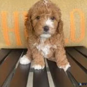 YTYTE Cavapoo Puppies For Sale
