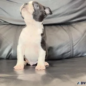 Frenchton FrenchieBoston