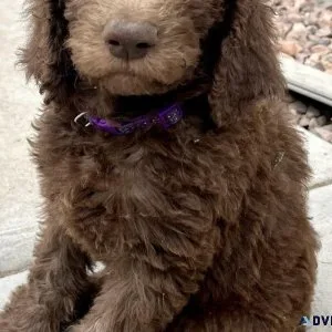 Gorgeous F1b Labradoodles 8 weeks