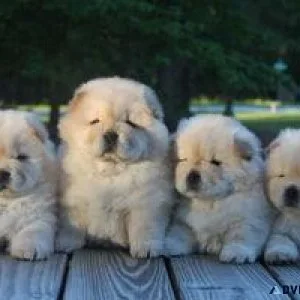 FDSF Chow Chow Puppies