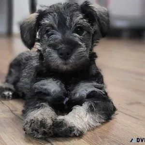 CKC Miniature Schnauzer Puppies