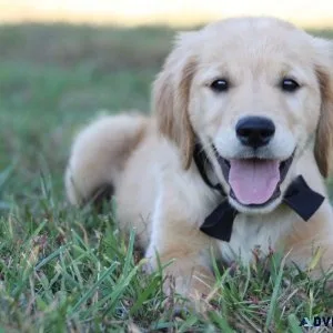 AKC Golden Retrievers-12 weeks old
