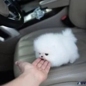 FFF BB Pomeranian puppies