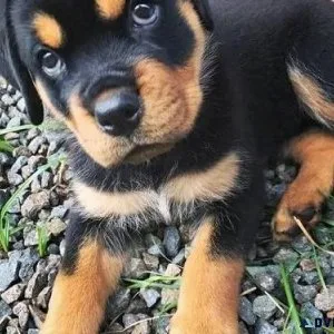 Open-minded Rottweiler puppies