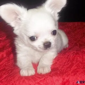 Tiny Apple Head Long Coat Male Chihuahua