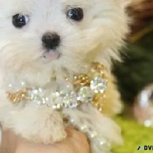 TOY MALTESE PUPS