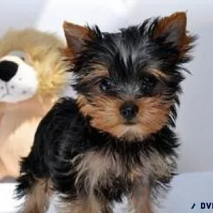 VVFD Yorkshire Terrier Puppies