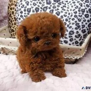 GGHHT Gorgeous Poodle Puppies