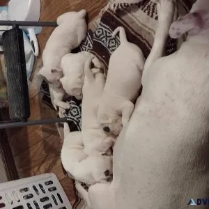 6 adorable blue nose bullie pups ready today
