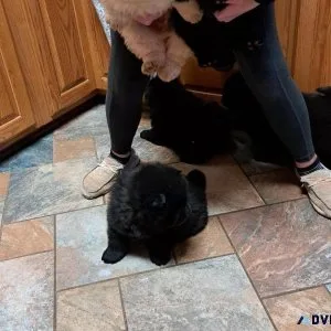 chow Pups