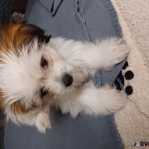 Rehoming shihtzu puppy
