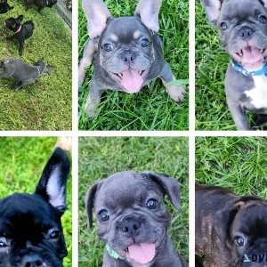 French Bulldog puppies for sale