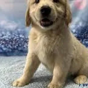 GOLDEN RETRIEVERS