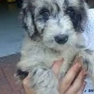 F1BB toy Aussiedoodles 2 left 