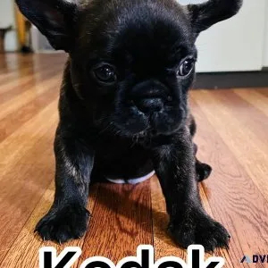 AKC brindle male French bulldog ready for new home