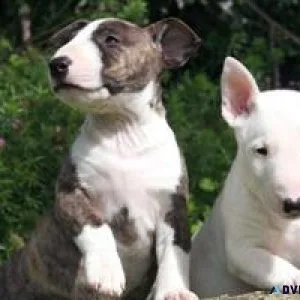SDSA Beautiful English bull terrier