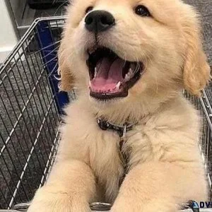 Open Golden retriever puppies available