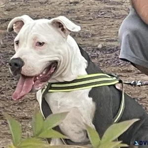 Free Tri Colored Pit bull