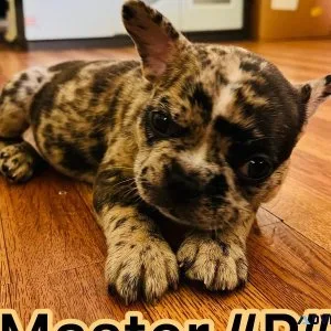 Chocolate Merle French Bulldog Ready Now