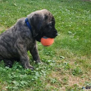 Akc English mastiff puppies