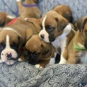 SSDSF Gorgeous Boxer Puppies