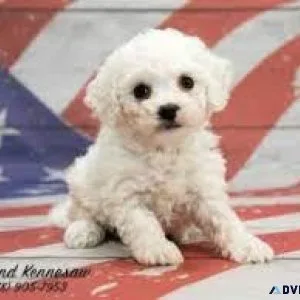 (Toy)Bichon frise puppies
