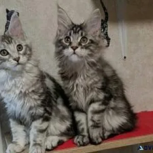ffdhd Cute Mainecoon kitten