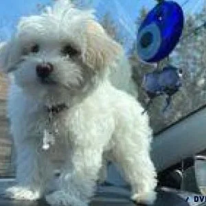 TYRTA maltese puppy online