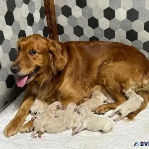 AKC Golden Retriever Puppies