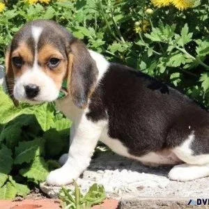 Pure bred Beagle Puppies