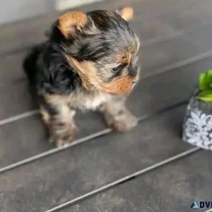 Yokie puppy for adoption
