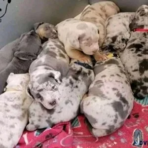 American bullies looking for new homes