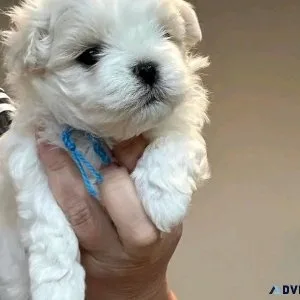 maltese puppy for adoption