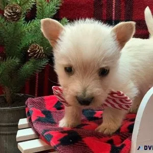 Scottish Terrier puppies