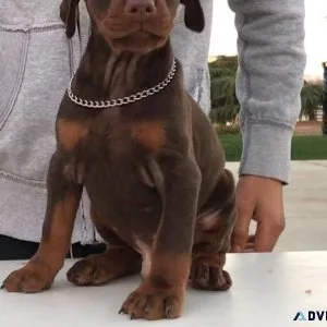 Beautiful Deoberman Puppies